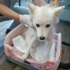 오산시 흰색 믹스견 암컷