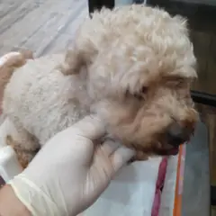 오산시 갈색 믹스견 수컷