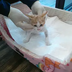 오산시 레몬색&흰색 한국 고양이 암컷