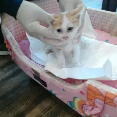 오산시 레몬색&흰색 한국 고양이 암컷