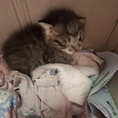 하남시 검은색흰색황토색조합 한국 고양이 수컷