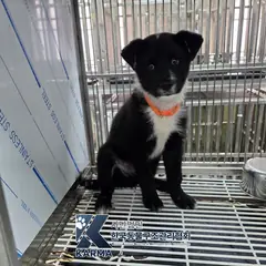 하남시 검정색 믹스견 수컷