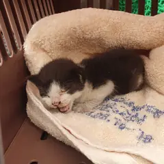 하남시 기타(검정,흰색) 한국 고양이 성별 미상