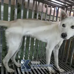 하남시 흰색 믹스견 암컷