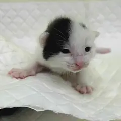 용인시 흰색/검은색 얼룩무늬 한국 고양이 암컷