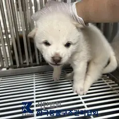 파주시 흰색 믹스견 수컷