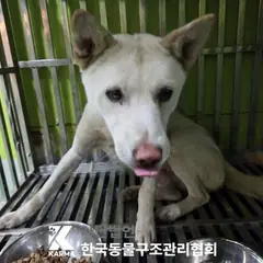 파주시 흰색 믹스견 수컷