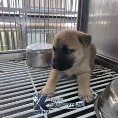 파주시 갈색 믹스견 암컷