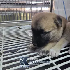 파주시 갈색 믹스견 암컷