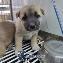 파주시 갈색 믹스견 암컷