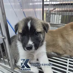 파주시 갈색&흰색 믹스견 암컷