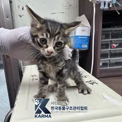 파주시 평행·전체·부분줄무늬 한국 고양이 수컷