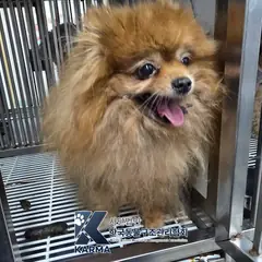 파주시 갈색 포메라니안 암컷
