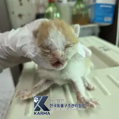 파주시 레몬색&흰색 한국 고양이 수컷