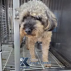 파주시 기타(갈/검) 푸들 수컷