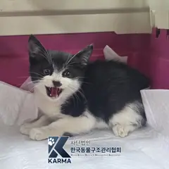 파주시 흰색/검은색 얼룩무늬 한국 고양이 수컷