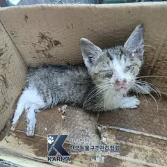 파주시 평행·전체·부분줄무늬 한국 고양이 암컷