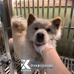 파주시 갈색 믹스견 수컷