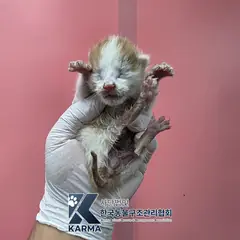 파주시 기타(갈/흰) 한국 고양이 수컷