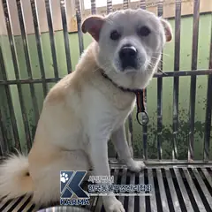 파주시 흰색 믹스견 수컷