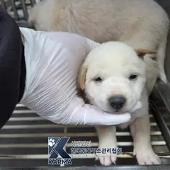 파주시 흰색 믹스견 암컷