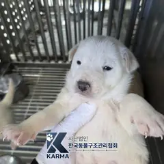 파주시 흰색 믹스견 수컷