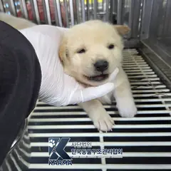 파주시 흰색 믹스견 암컷