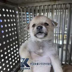 파주시 갈색 믹스견 수컷