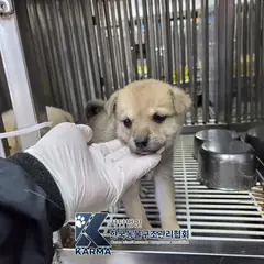 파주시 기타(갈/회) 믹스견 암컷
