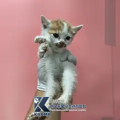 파주시 기타(갈/흰) 한국 고양이 수컷