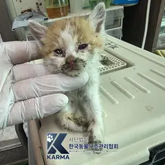 파주시 기타(갈/흰) 한국 고양이 수컷