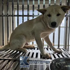 파주시 흰색 믹스견 수컷