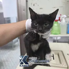 파주시 기타(검/흰) 한국 고양이 암컷