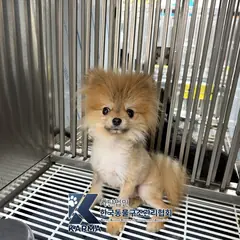 파주시 갈색 포메라니안 수컷
