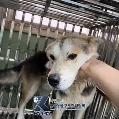 파주시 갈색&검정&흰색 믹스견 수컷