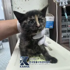 파주시 기타(갈/검/흰) 한국 고양이 암컷
