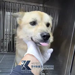 파주시 흰색&황갈색 믹스견 수컷