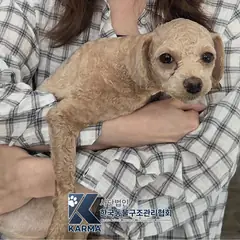 파주시 갈색 푸들 암컷