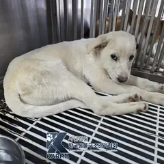 파주시 흰색 믹스견 수컷
