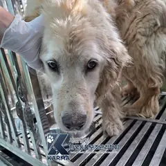 파주시 갈색 골든 리트리버 수컷
