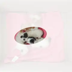 이천시 흰색/검은색 얼룩무늬 한국 고양이 성별 미상