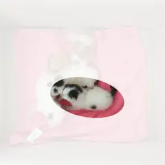 이천시 흰색/검은색 얼룩무늬 한국 고양이 성별 미상