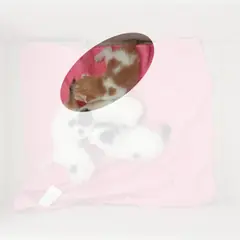이천시 기타(황갈색흰색) 한국 고양이 성별 미상