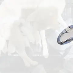 이천시 흰색 진도견 성별 미상