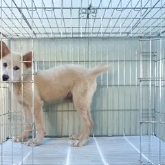 이천시 기타(크림색) 진도견 수컷