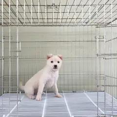 이천시 흰색 믹스견 암컷