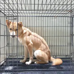 이천시 황갈색 믹스견 암컷