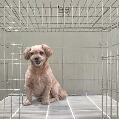 이천시 기타(옅은 갈색) 믹스견 수컷