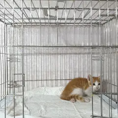 이천시 기타(황갈색흰색) 한국 고양이 수컷