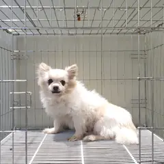 이천시 흰색 포메라니안 수컷